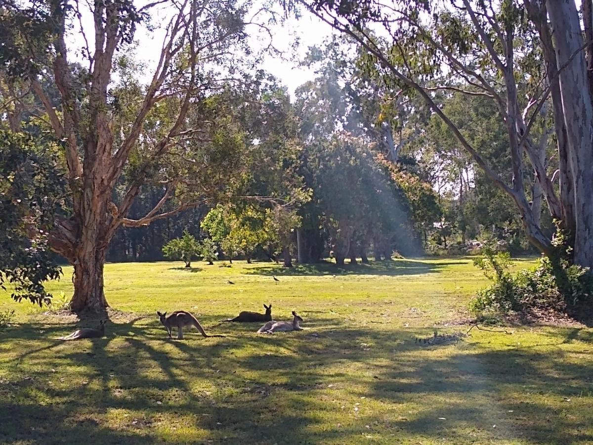 פרגיאן ביץ' Lake Weyba Noosa Lodge & Kangaroos מראה חיצוני תמונה