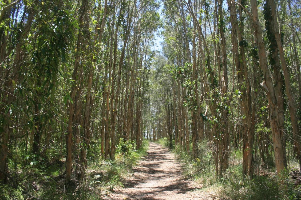 פרגיאן ביץ' Lake Weyba Noosa Lodge & Kangaroos מראה חיצוני תמונה