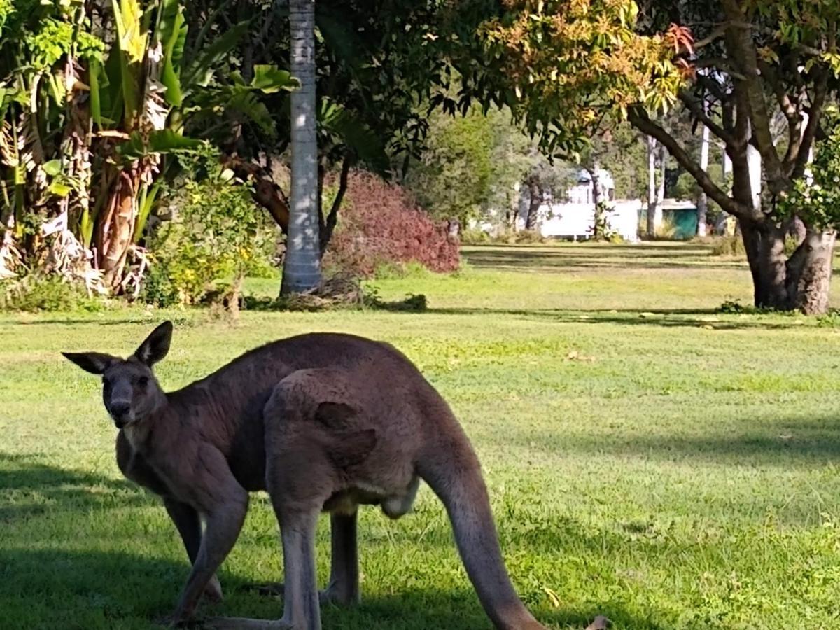 פרגיאן ביץ' Lake Weyba Noosa Lodge & Kangaroos מראה חיצוני תמונה