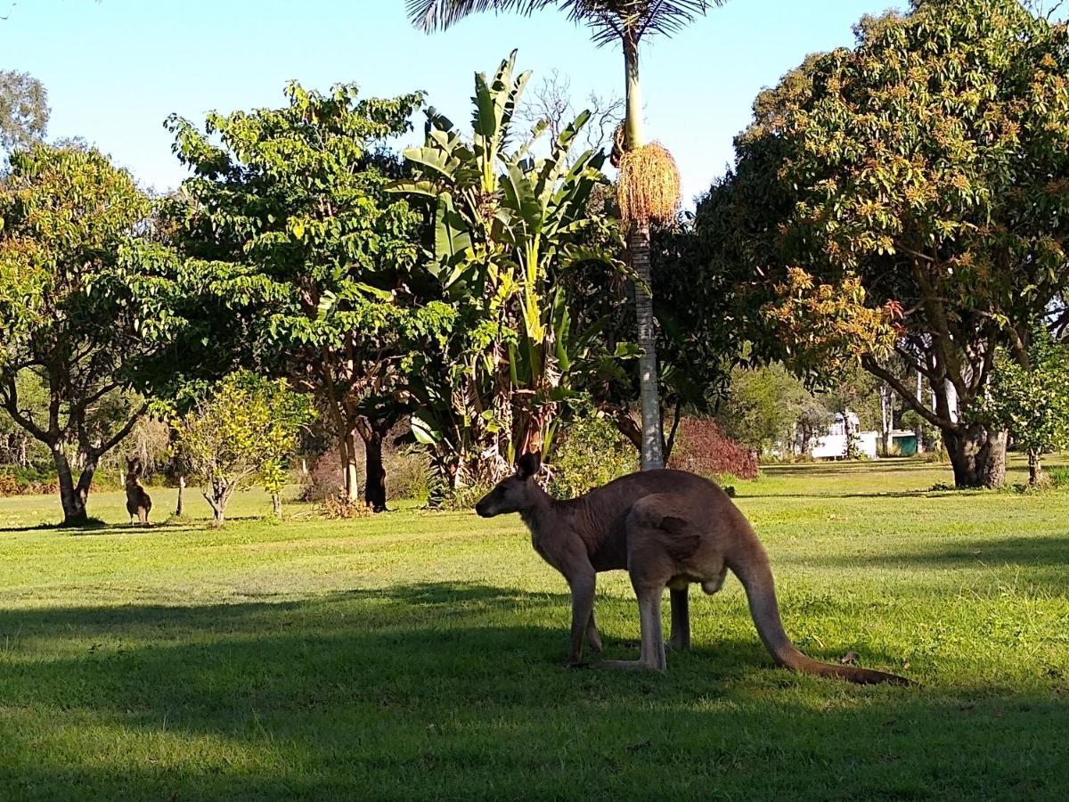 פרגיאן ביץ' Lake Weyba Noosa Lodge & Kangaroos מראה חיצוני תמונה
