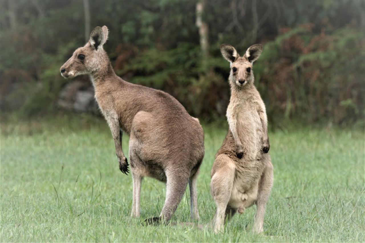 פרגיאן ביץ' Lake Weyba Noosa Lodge & Kangaroos מראה חיצוני תמונה