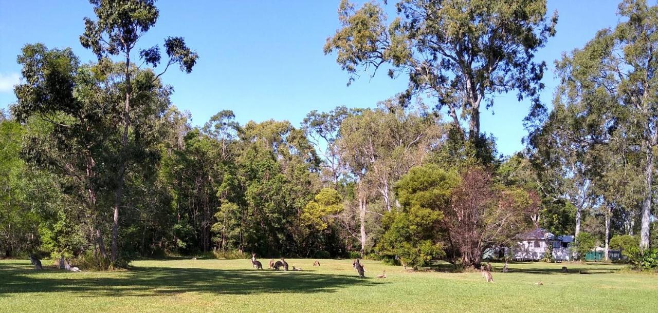 פרגיאן ביץ' Lake Weyba Noosa Lodge & Kangaroos מראה חיצוני תמונה