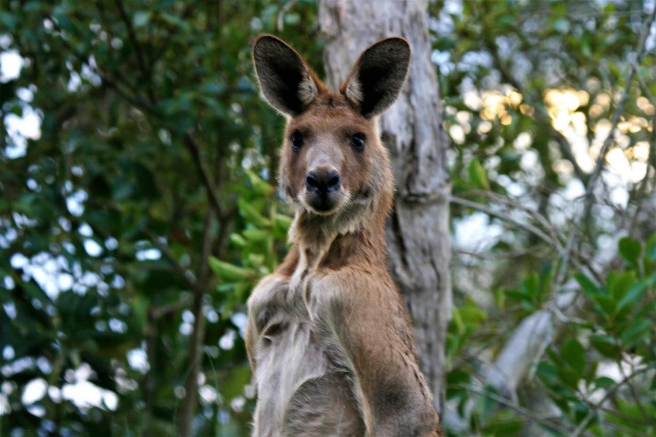 פרגיאן ביץ' Lake Weyba Noosa Lodge & Kangaroos מראה חיצוני תמונה