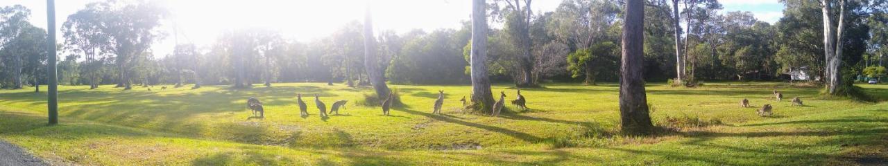 פרגיאן ביץ' Lake Weyba Noosa Lodge & Kangaroos מראה חיצוני תמונה