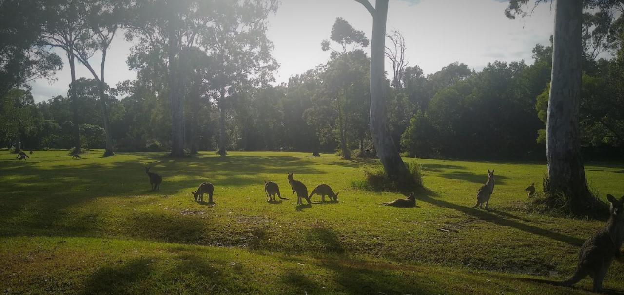 פרגיאן ביץ' Lake Weyba Noosa Lodge & Kangaroos מראה חיצוני תמונה