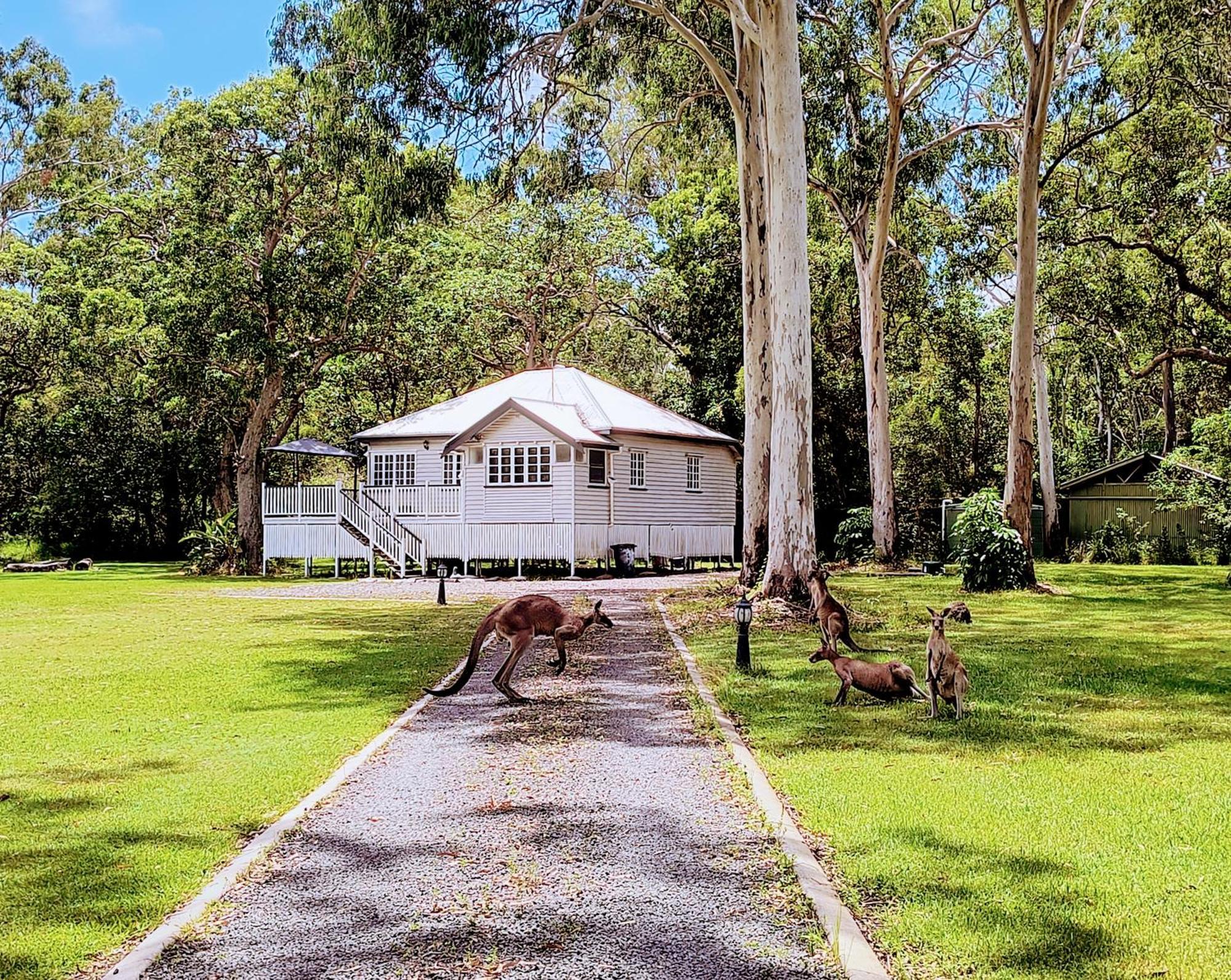 פרגיאן ביץ' Lake Weyba Noosa Lodge & Kangaroos מראה חיצוני תמונה